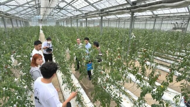 「情熱が伝わってすごくいいな」ふるさと納税返礼品で人気「カピオトマト」　ミシュラン1つ星のシェフなどが生産現場を視察|TBS NEWS DIG