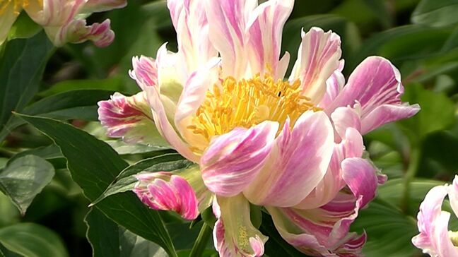 鮮やかな大輪の花「こんなに種類があるとは知りませんでした」シャクヤクが見ごろ 津山市の清眼寺【岡山】|TBS NEWS DIG