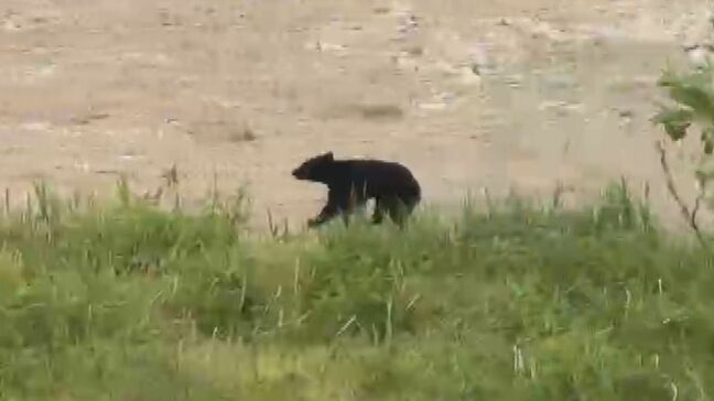 駅近くの市街地でも…クマ目撃相次ぐ「再び現れる可能性」専門家も警鐘 福島|TBS NEWS DIG