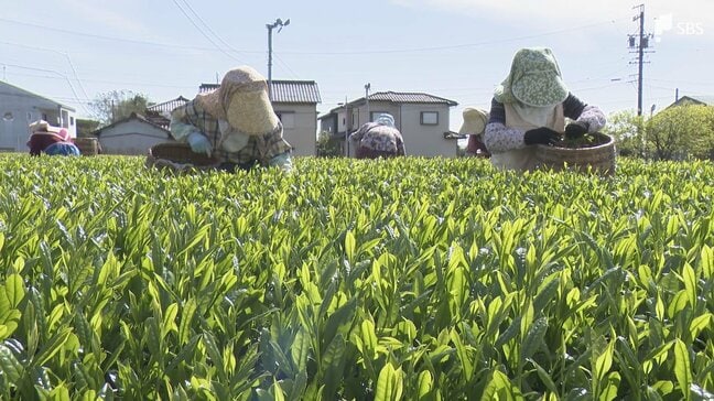 新茶シーズン到来 露地栽培「さえみどり」初摘み きれいな緑色と軽やかな甘み特徴＝静岡・島田市|TBS NEWS DIG