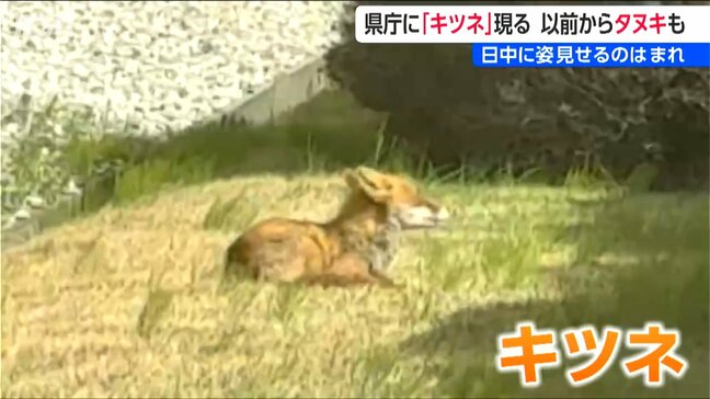 新潟県庁にキツネ!見かけた時は餌など与えず むやみに近づかず 触らず 注意を|TBS NEWS DIG