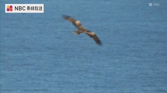長崎県五島市  ハチクマの渡り  越冬のため中国大陸へ|TBS NEWS DIG
