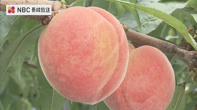 口いっぱいに広がる果汁!旬の桃「日川白鳳」の収穫が最盛期 美味しい桃の見分け方は「紅の強さと丸み」|TBS NEWS DIG