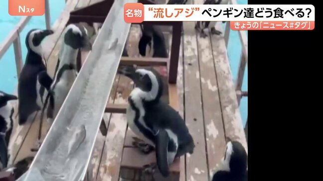 ペンギン用「流しそうめん」ならぬ“流しアジ” 1歳ペンギン食べられない…|TBS NEWS DIG