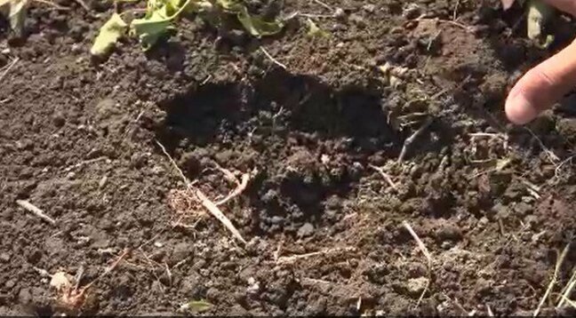 【相次ぐクマの目撃情報】交差点や小学校、大学近くで…長野・松本市内の小中学校が「臨時休校」に…クマは体長1メートルほど…クマは見つからず、市は注意呼びかけ|TBS NEWS DIG