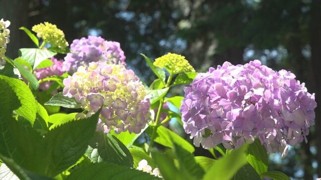 「数えるくらい」　2万株のアジサイの名所に異変　例年と比べ著しく少ない色づき　異例の暑さなど影響か　山梨・妙法寺|TBS NEWS DIG