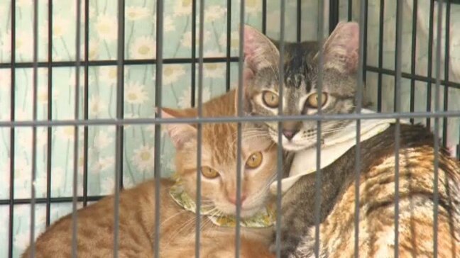 「殺処分されるイヌやネコを減らそう」新たな飼い主とマッチング「保護イヌ・ネコの譲渡会」開催  愛媛・松山市|TBS NEWS DIG