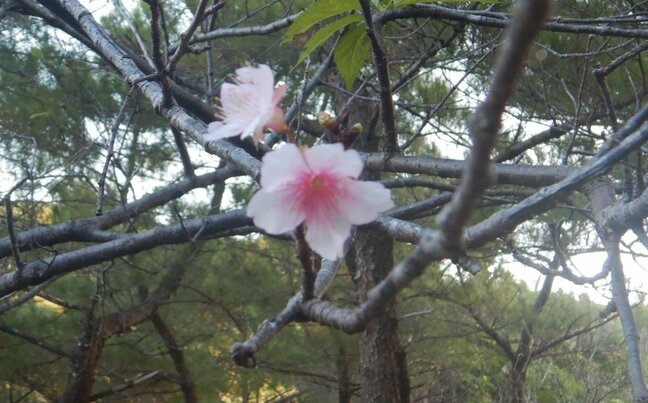 「夏日」の沖縄ではやくも桜が開花 沖縄気象台が梅と桜の開花を同日に発表(2026年)|TBS NEWS DIG