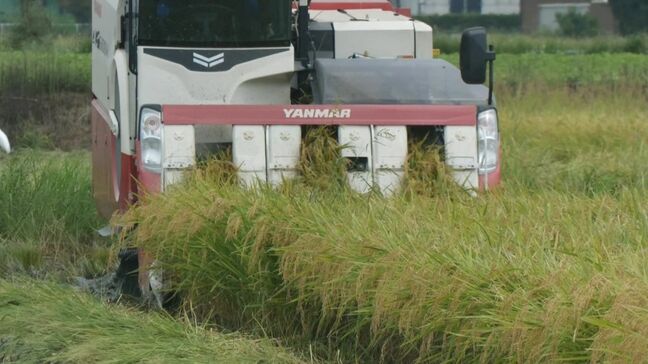 品薄解消へ…新米のコシヒカリが収穫ピーク　酷暑を乗り越え品質・収穫量とも平年並みに　愛知・西尾市|TBS NEWS DIG