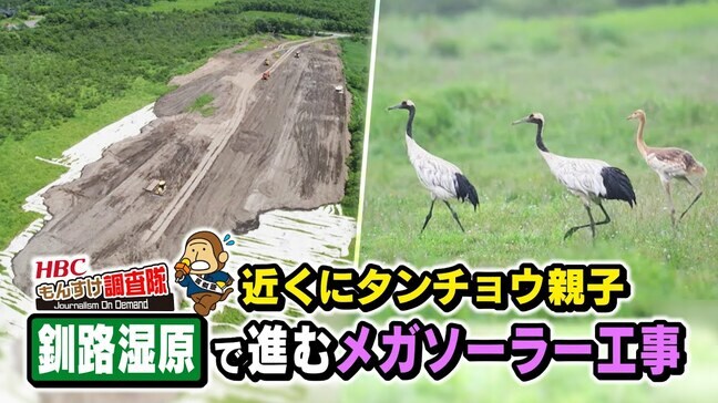 釧路湿原で進む太陽光発電工事 タンチョウの生態に影響は?現場は民有地で規制の対象外…自然保護か再生可能エネルギーか価値観の対立の行方|TBS NEWS DIG