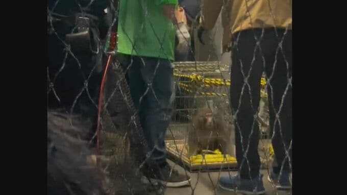 広島市中心部で連日出没のサル捕まる　掘り込み式の駐車場に入り込み 出入り口をネットで覆い捕獲|TBS NEWS DIG