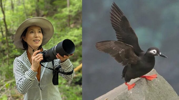 【 磯野貴理子 】　北海道・天売島で「海鳥のケイマフリ見てちょ」 黒い体と鮮やかな赤い足の海鳥の姿を公開|TBS NEWS DIG