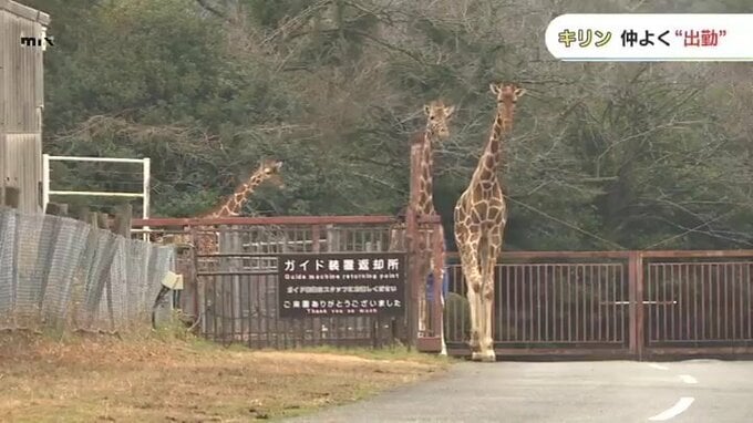 寒い朝だから、ゆっくり出勤…冬に弱いキリン 11時に“家”を出る　|　山口のニュース・天気・防災｜tys NEWS｜ｔｙｓテレビ山口