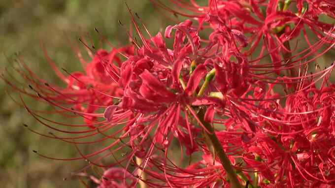 ５００メートルの赤い絨毯ヒガンバナが見頃　ひとりの漁師の活動で蘇った河川敷　福岡　|　福岡のニュース｜RKB NEWS｜RKB毎日放送