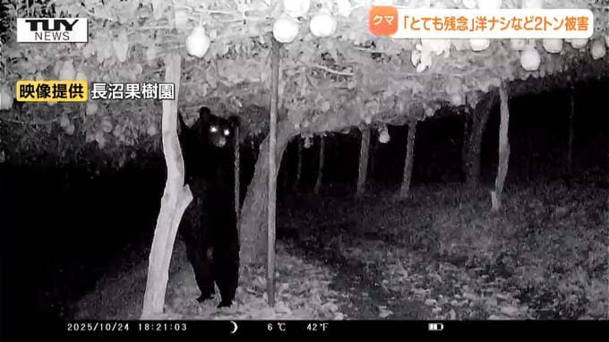 【画像あり】クマが狙うのは柿だけじゃない！ 果樹園で”立って収穫”し洋ナシを食べまくるクマ　その一部始終を捉えた！（山形）　|　山形のニュース│TUYテレビユー山形