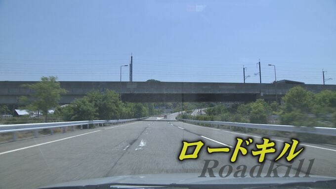 「あっ！ぶつかった…」道に飛び出したクマやイノシシとの事故“ロードキル” 遭遇したらどうする？　|　石川県のニュース｜MRO北陸放送