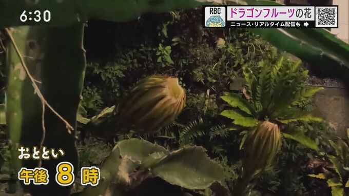 見たことある？一夜限りの「ドラゴンフルーツの花」 ゆっくりと満開になるまでをカメラが捉えた！　|　沖縄のニュース｜RBC 琉球放送