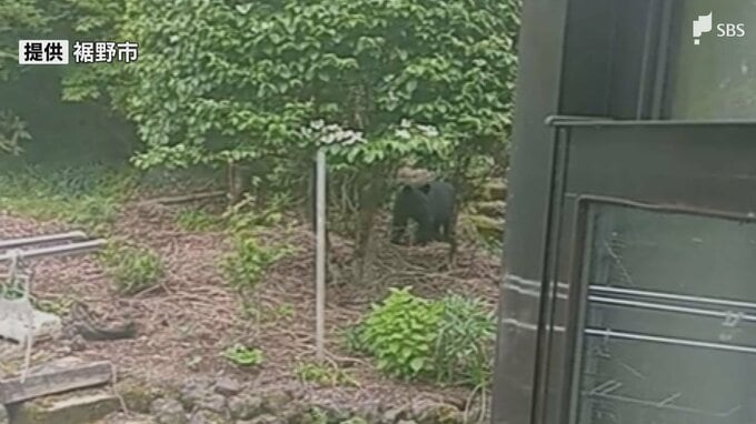 クマ目撃情報相次ぐ 24日夕方には民家の裏手の山で 市が鈴やラジオを携帯するよう呼びかけ＝静岡・裾野市|TBS NEWS DIG