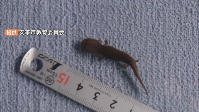 保護したオオサンショウウオの卵　官民の連携でふ化に成功、元の川へ放流「川の個体群を支える1匹に」島根・安来市　|　BSSニュース | BSS山陰放送