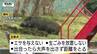 7頭…群れのイノシシか　山形市で成獣2頭、幼獣5頭の目撃情報　相次ぐイノシシの出没に市が注意呼びかけ　|　山形のニュース│TUYテレビユー山形