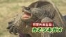 「カミツキガメ」釣れた…全長70センチ、川で捕獲　直接触らず警察などに連絡を　福島　|　福島のニュース│TUF