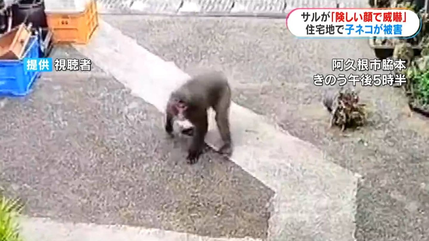 野生のサルに飼いネコ襲われ被害「子ネコ4匹が一瞬で…」阿久根市で目撃
