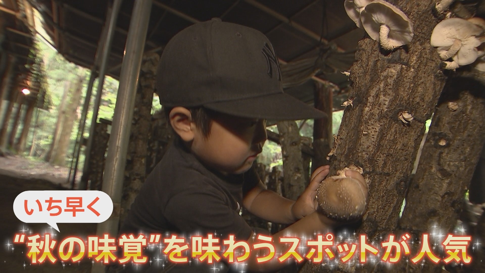 梨 シイタケ 落花生 旬を迎える 秋の味覚 をいち早く おいしく楽しい収穫体験が人気 Tbs News Dig