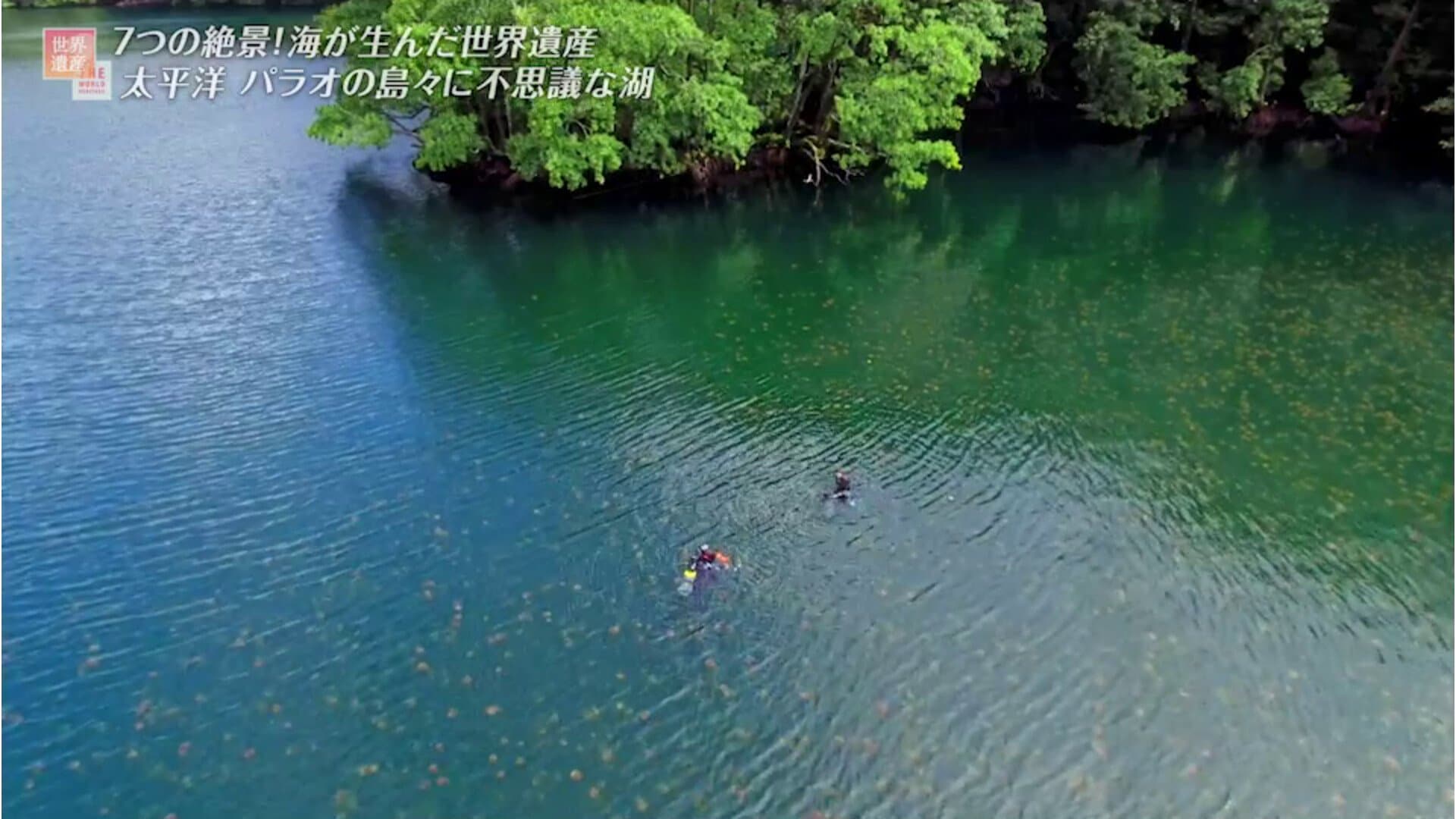 ジェリーフィッシュレイク