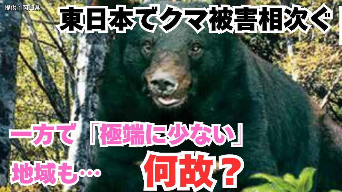 ツキノワグマ 】東日本で相次ぐクマ被害 その一方で「今シーズンは極端