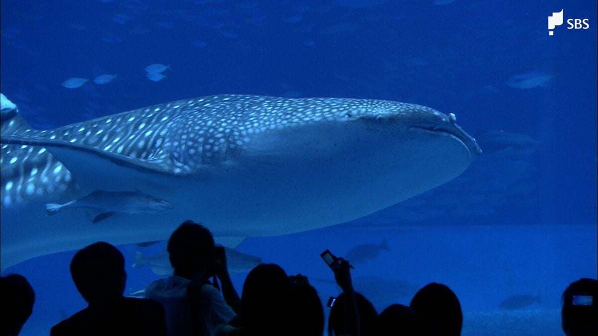 深海でもなぜ見える? 目の病気の仕組み ジンベエザメで研究 ＝国立遺伝