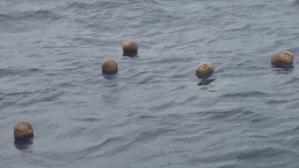 「名も知らぬ遠き島」に見たて　石垣島沖でヤシの実流し