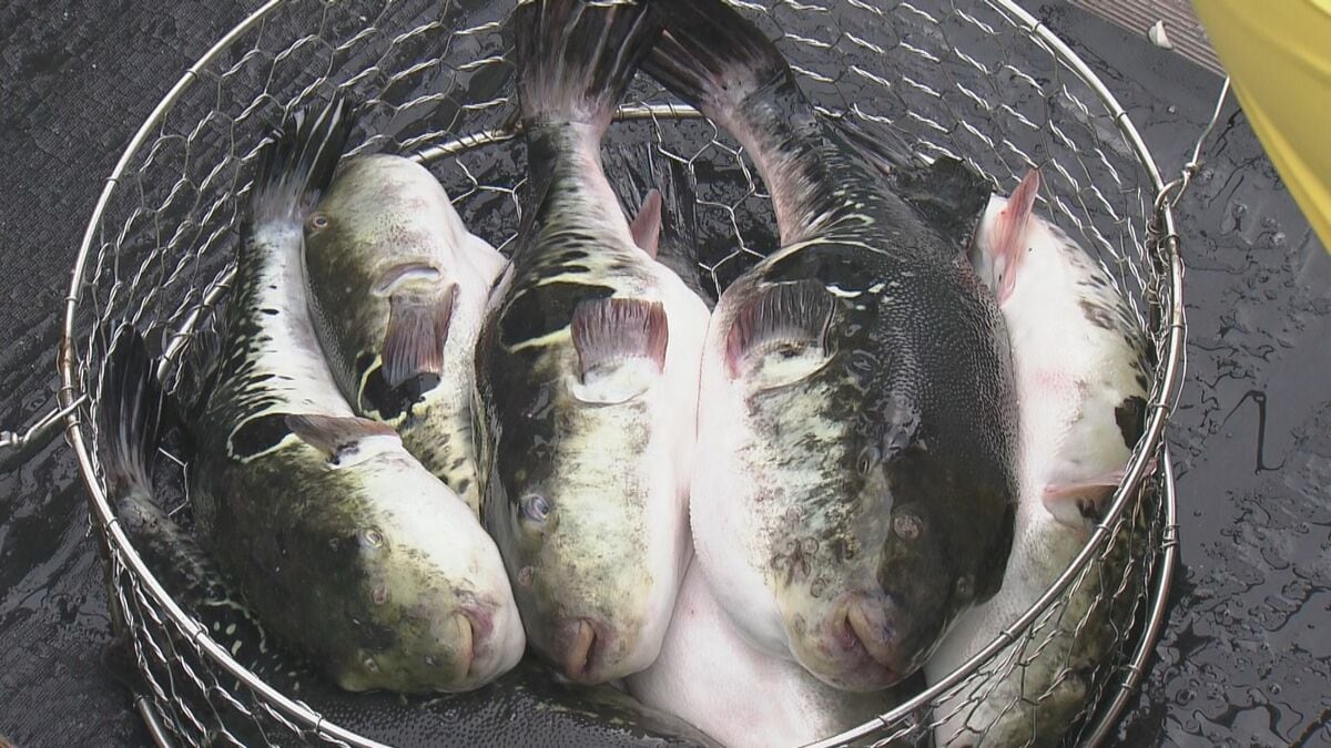三重ブランド“あのりふぐ” シーズン初の水揚げに「豊漁期待できる」 去年の倍釣った漁船も 三重・志摩市