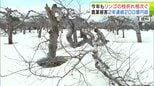 青森県の冬の大雪による農業被害　2年連続で200億円超　被害の多くは「リンゴの枝折れ」で196億円　被害面積は記録の残る1968年以降では最大の約6800ヘクタール「深刻さが増している」|TBS NEWS DIG