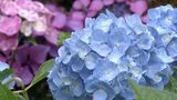 四国地方が梅雨入り 平年よりも3日遅い梅雨入り|TBS NEWS DIG