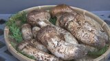 「1/10の量しかない」秋の味覚に“異変” 山のキノコが大不作 キノコ採りの名人が語る原因とは | 山梨のニュース | UTYテレビ山梨
