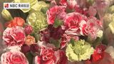 「下の茎を切ったら長く楽しめる」5月12日の母の日を前にカーネーションの出荷ピーク　長崎県雲仙市　|　長崎のニュース | 天気 | NBC長崎放送