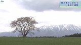「小岩井農場の一本桜」 岩手山を背景に早目の満開 観光客でにぎわう|TBS NEWS DIG