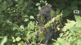 ブナの実が5年ぶり「大凶作」で「ツキノワグマ出没警報」発令|TBS NEWS DIG