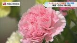 年間100万本を栽培　「守りに入らず攻める」カーネーション作りで品評会最高賞受賞|TBS NEWS DIG