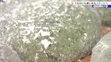 春のおやつ②花も団子も楽しめるスポットでいただく手作りの味 ヨモギ大福 岩手・雫石町|TBS NEWS DIG