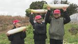 1本3キロ！？甘くて大きい「湯島大根」 の収穫に島の小学生たちが挑戦　熊本　|　熊本のニュース｜RKK NEWS｜RKK熊本放送