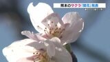熊本の桜 平年より1日遅く「開花」　1週間～10日ほどで満開か|TBS NEWS DIG