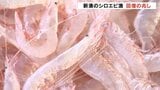 記録的な不漁から一転 新湊漁協のシロエビ漁 回復の兆し 富山 | 富山のニュース|天気・防災|チューリップテレビ