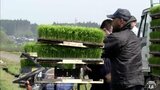 「田植終わり」平年並み・好天に恵まれ作業順調に進む　青森県|TBS NEWS DIG