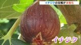 和歌山でイチジク出荷続く　高糖度・芳醇な甘さ・とろけるような食感「生ハムやチーズと合わせて」|TBS NEWS DIG