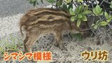 「こんな海辺にウリ坊１匹」お尻隠さず…植え込みにイノシシを発見　|　BSSニュース | BSS山陰放送
