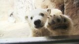 「カワイイ!」ホッキョクグマの赤ちゃんが「ワン!」と鳴く!?&北海道だからこそ知ってほしい…新施設「えぞひぐま館」の魅力 夏季営業が始まった「旭山動物園」にことしも注目!|TBS NEWS DIG