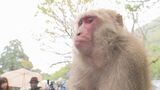高崎山B群の新たなボスザルは「オオムギ」 頂上決戦で「女帝」を下して歴史的リーダーに君臨 大分 | 大分のニュース|OBS NEWS|大分放送