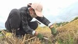 「こんなに大変なんだ」児童が稲刈り体験 田植えや雑草取りも行い育てたコシヒカリ 山梨 | 山梨のニュース | UTYテレビ山梨