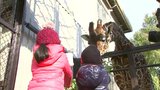 せん定された後楽園のクロガネモチの枝葉を池田動物園のキリンのエサに SDGsにつながる取り組みに【岡山】|TBS NEWS DIG